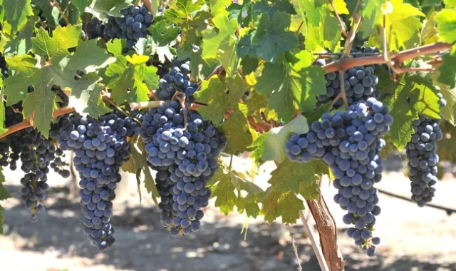 Paseante noir is similar to zinfandel.