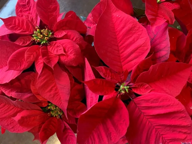 Office Poinsettias / Photo: Melissa Womack