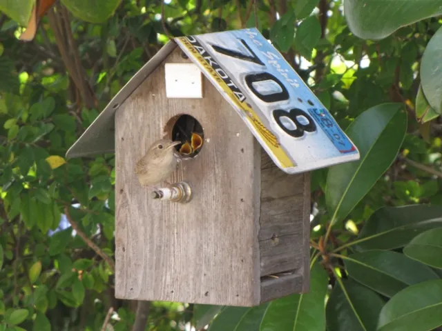 House wrens - nesting box with 4 young / Photo: Robin Rivet