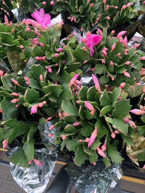 thanksgiving cactus