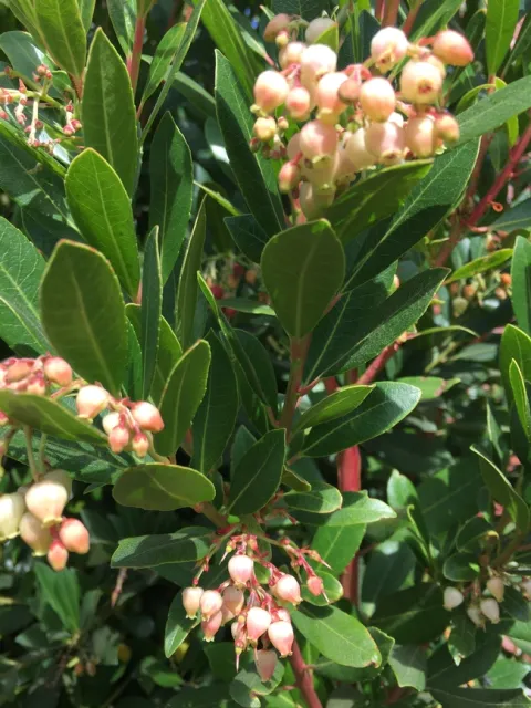 Photo by Leslie Stevens