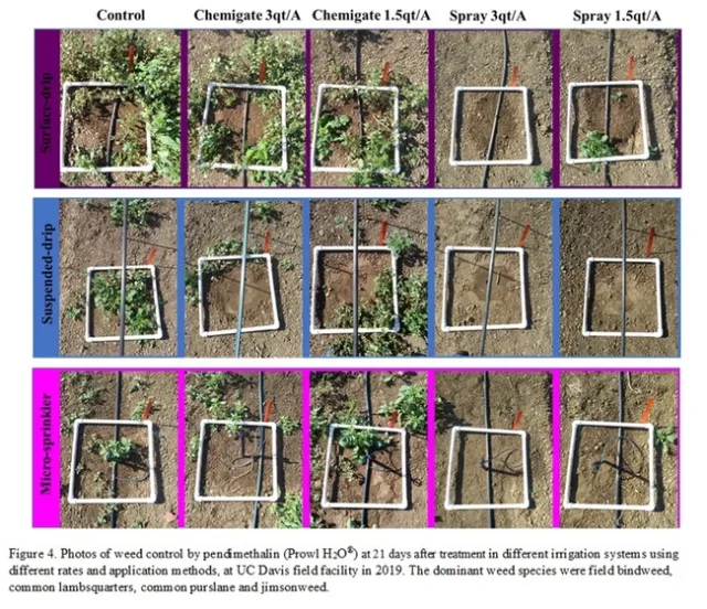 UCWeedblog fig4