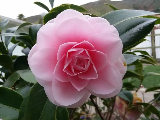 Photo By Polly Nelson