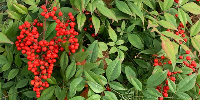 Heavenly Bamboo (Nandina domestica)
