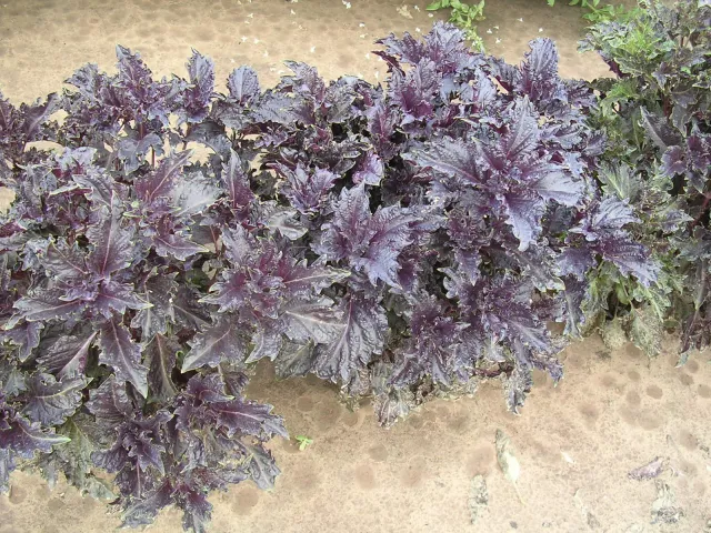 Purple-leafed basil growing in a garden