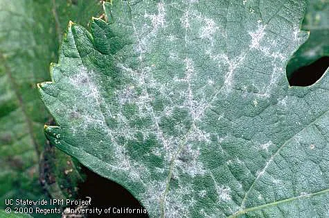 Powdery mildew on leaf