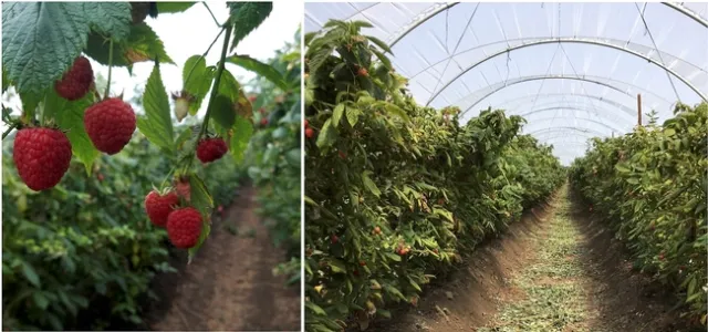 raspberry tunnel