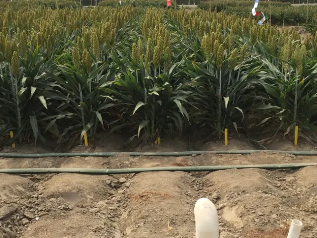 EPICON sorghum field