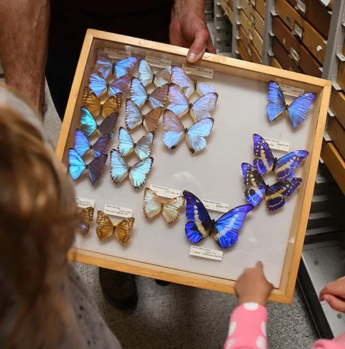 Butterflies from all over the world are represented in the Bohart Museum of Entomology. (Photo by Kathy Keatley Garvey)