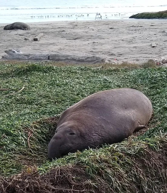 Elephant seals at Pt. Reyes