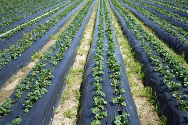 Field of strawberries growing out of plastic mulch with weeds between rows.