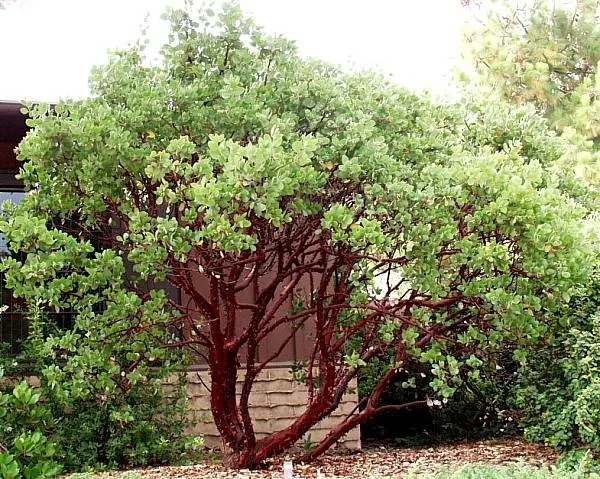 Arctostaphylos manzanita DrHurd