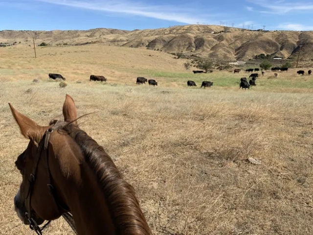 Photo taken from horseback observing a herd of black cattle in a pasture