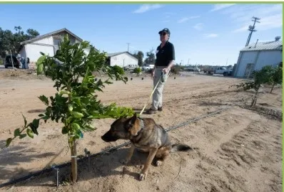 Dogs are trained to sniff out diseases in a citrus orchard. Photo courtesy of the Citrus Research Board E-newsletter.