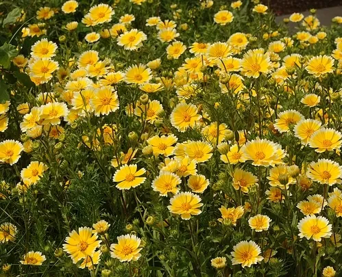 Tidy tips in the Biological Orchard and Gardens (BOG), behind the UC Davis Botanical Conservatory. (Photo by Kathy Keatley Garvey)
