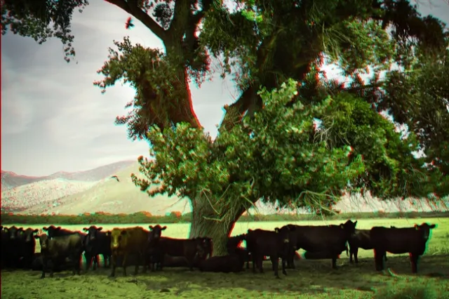 Cattle finding shade through silvopasture practices. Photo credit David Hazen on Flickr