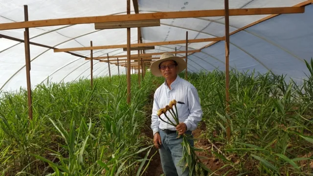 Xiong Pao Her, shown with ginger plants, grows about 100 different crops with his wife and two sons on 26 acres in Fresno County. Photo by Michael Yang