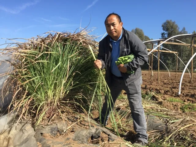 Lemongrass is covered in plastic to protect it from frost damage, then uncovered as it is harvested.