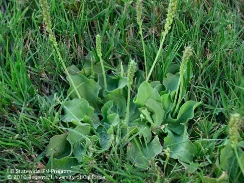 Rosettes and flowers of broadleaf plantain, Plantago major. (Credit: K. Windbiel-Rojas)