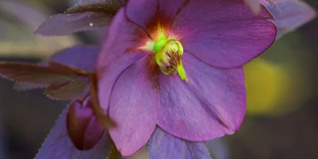 Lenten rose (Helleborus x hybridus)