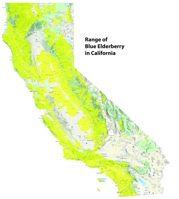 California map of blue elderberry range.