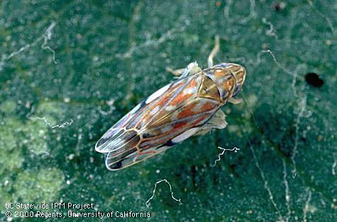 Variegated Leafhopper