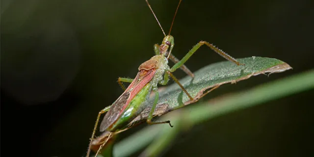 Leafhopper assassin bug (Zelus renardii)