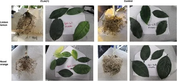 HLB infected roots lemon orange