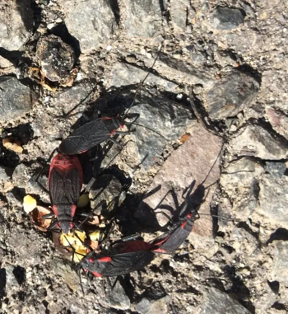 Red Shouldered Bug Group HUG