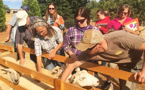 New and aspiring sheep producers learn how to handle sheep and assess body condition at a Shepherd Skills Workshop in Auburn, California. Photo by Dan Macon.