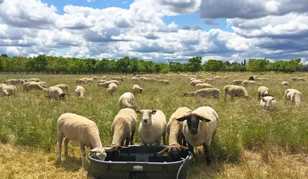 Grazing sheep. Photo by Leslie Roche.