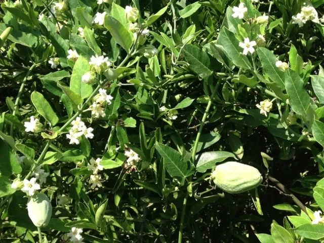 Araujia sericifera, cruel vine