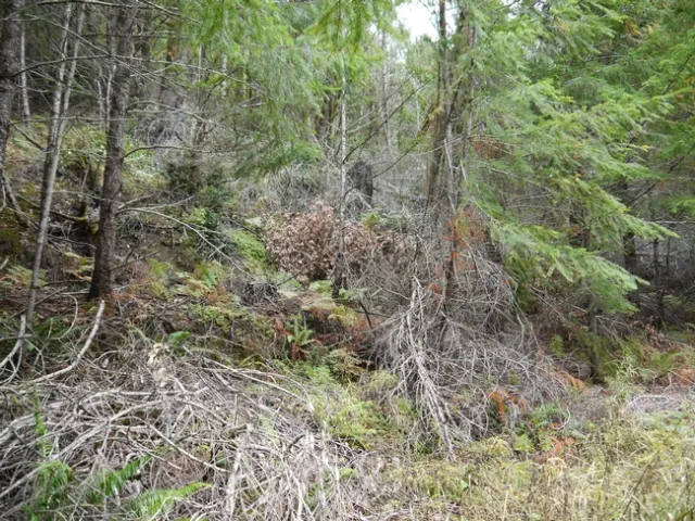 Sudden oak death threatens survival of several tree species. Photo by Yana Valachovic
