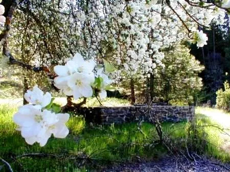 Apple trees in blossom.