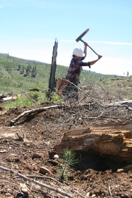 Feather River Resource Conservation District planting.