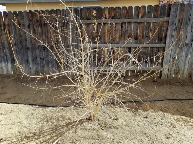 A young, unpruned pomegranate bush.