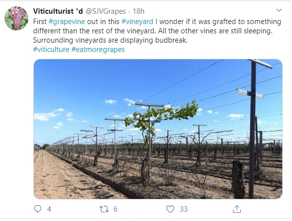 From https://twitter.com/SJVGrapes