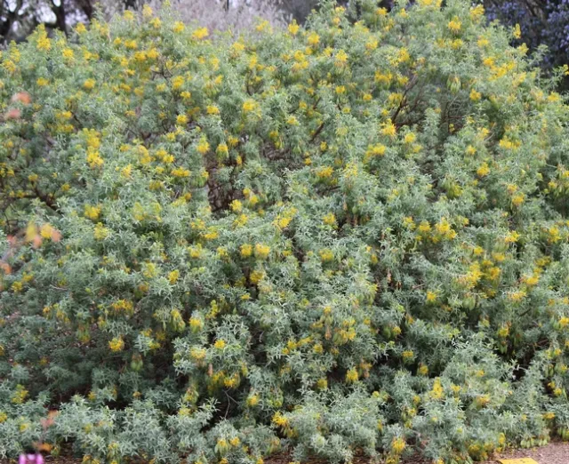 Bladderpod