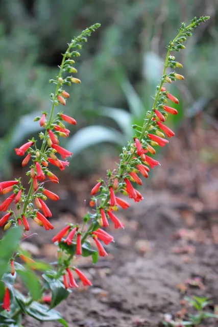 Firecracker penstemon