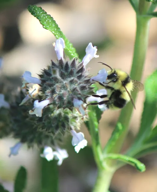 Blacktailed bumble bee male