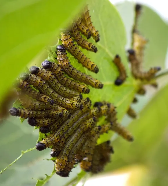 Redhumped caterpillars redbud