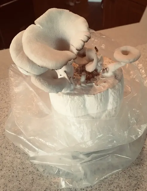 Oyster Mushrooms growing in a TeePee