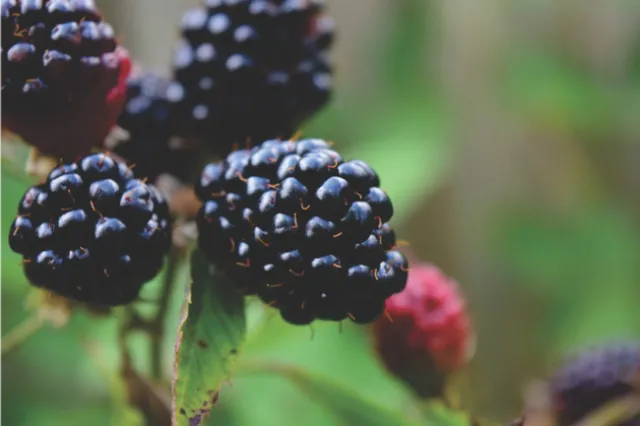 Boysenberries are ready to pick from mid June - mid August