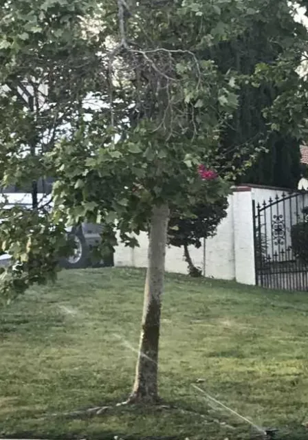 adjust sprinkler to keep tree trunk dry