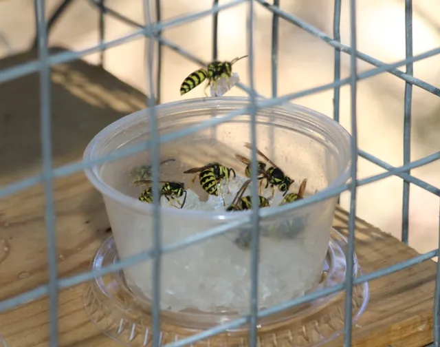 Figure 1. Western yellowjacket baiting with the hydrogel bait. After a short handling behavior on the bait, yellowjackets flew away with a small piece of the hydrogel bait. (Credit: DH Choe)