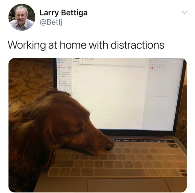 Larry Bettiga gets some laptop help from his lap dog.