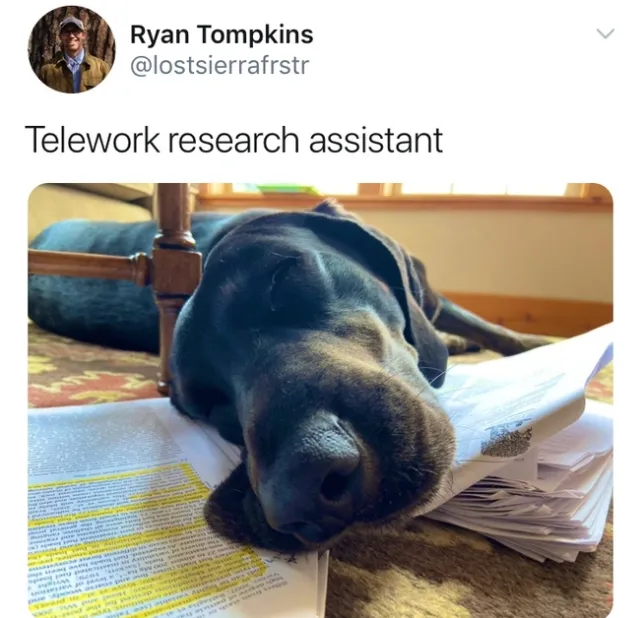 Ryan Tompkin's forestry research assistant.