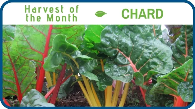 Chard