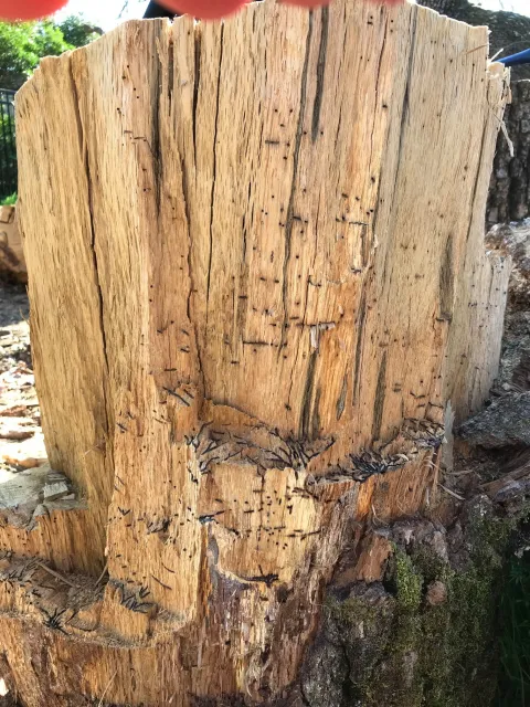 Infested stump, by Robert Rabaglia, USDA Forest Service