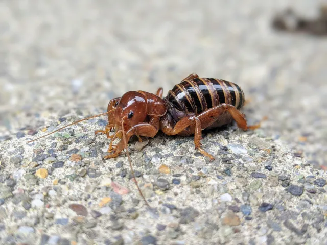 Jerusalem cricket